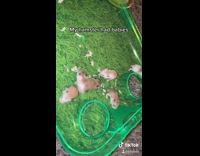 Hamster babies in green cage