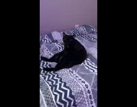 Black cat sits slouched on bed 