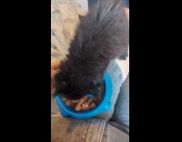Owner films black kitten eating asmr video