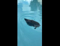 Hedgehog swim in pool girl says hello 