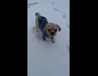 Puppys first time on snow having zoomies