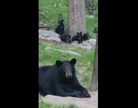 black bear and four cubs in the back