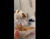 Cat relaxing on basin while on tub 