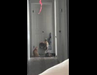 Collab Clips mpugc - Dog smacked on face by 2 cats