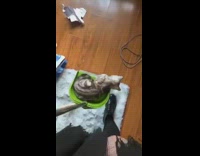 Girl carries kitten around on green dustpan 