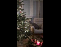 Cat plays Christmas trees amused with lights
