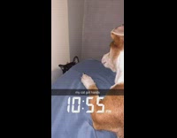 Black cat hits brown dog on bed 