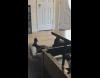 Dog sleeping on its back twitches it paws when it's asleep