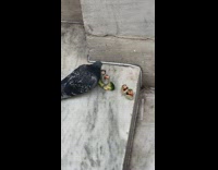 Pigeon Eats and Pecks on Dried Sushi