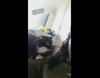 Black cat smells man