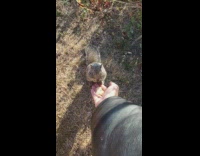 Guy hand feed snacks to friendly squirrel