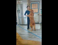 Large brown dog stands dances with lady 