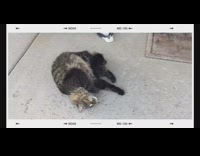 Grey brown cat rolls around outside mat