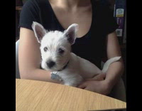 Small white dog tilts head baby shark 