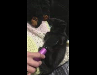 brushing belly of black cat