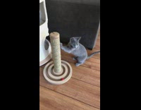 Grey cat scratches scratching post red ball 