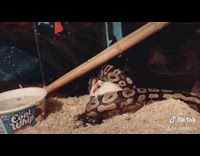 Black brown snake grabs chokes white mouse