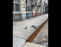 Collab WINY - Two pigeons fight on the street nyc