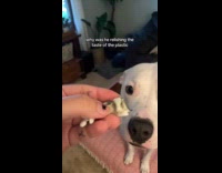 Woman pulls out small bunny sculpture from dogs mouth