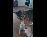 Cat and kitten share frozen popsicle treat 