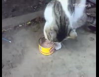 Cat eats tuna from yellow can