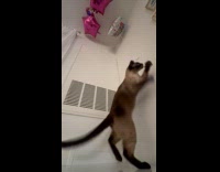 Cat plays with birthday balloons on ceiling