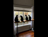 Four black white cats sit by the window
