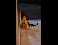 Two cats play with wet floor sign