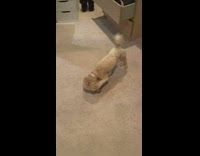 Collab DailyDoseOfInternet - Brown dog opens prank peanut container 