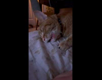 Woman play with tongue of sleeping orange cat