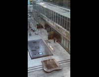 Collab WINY - Woman black bikini pose beside plant shrubs