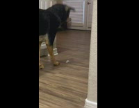 Puppy perplexed by bottle cap 