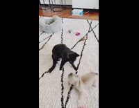 Black white cat pug puppy dog play 