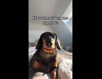 Dachshund dog before and after at bed