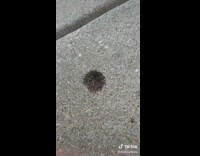 Red liquid poured on group of black ants in circle