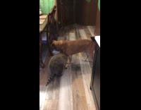 Pet racoon playing and biting dogs leg