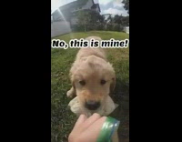 Puppy steals plastic bag with chicken 