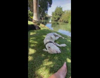 Dog rolls around in grass and shakes it off