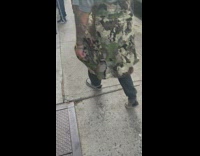 Turtle at the street surrounds people