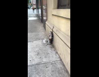 Snake crawls up building 