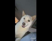 Dog protective of owner face lick 