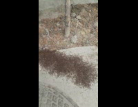 Colony of ants on the ground touched by filmer