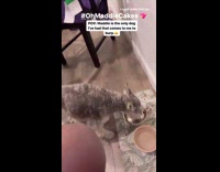 Dog burped like a baby after eating 