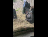 Collab BitchMP - gorillas in zoo find snake pt2