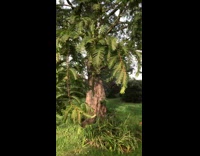 Big spiderweb on tree