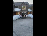 White dog jump van trunk fetch ball