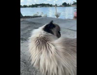 Cat walks away from duck statue