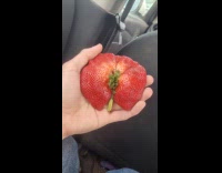 Filmer in car show huge deformed strawberry
