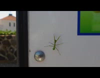 Praying mantis crawls up the house signage