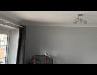 Cockatiel flies dramatically in slow motion 